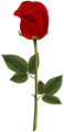 One long stemmed rose